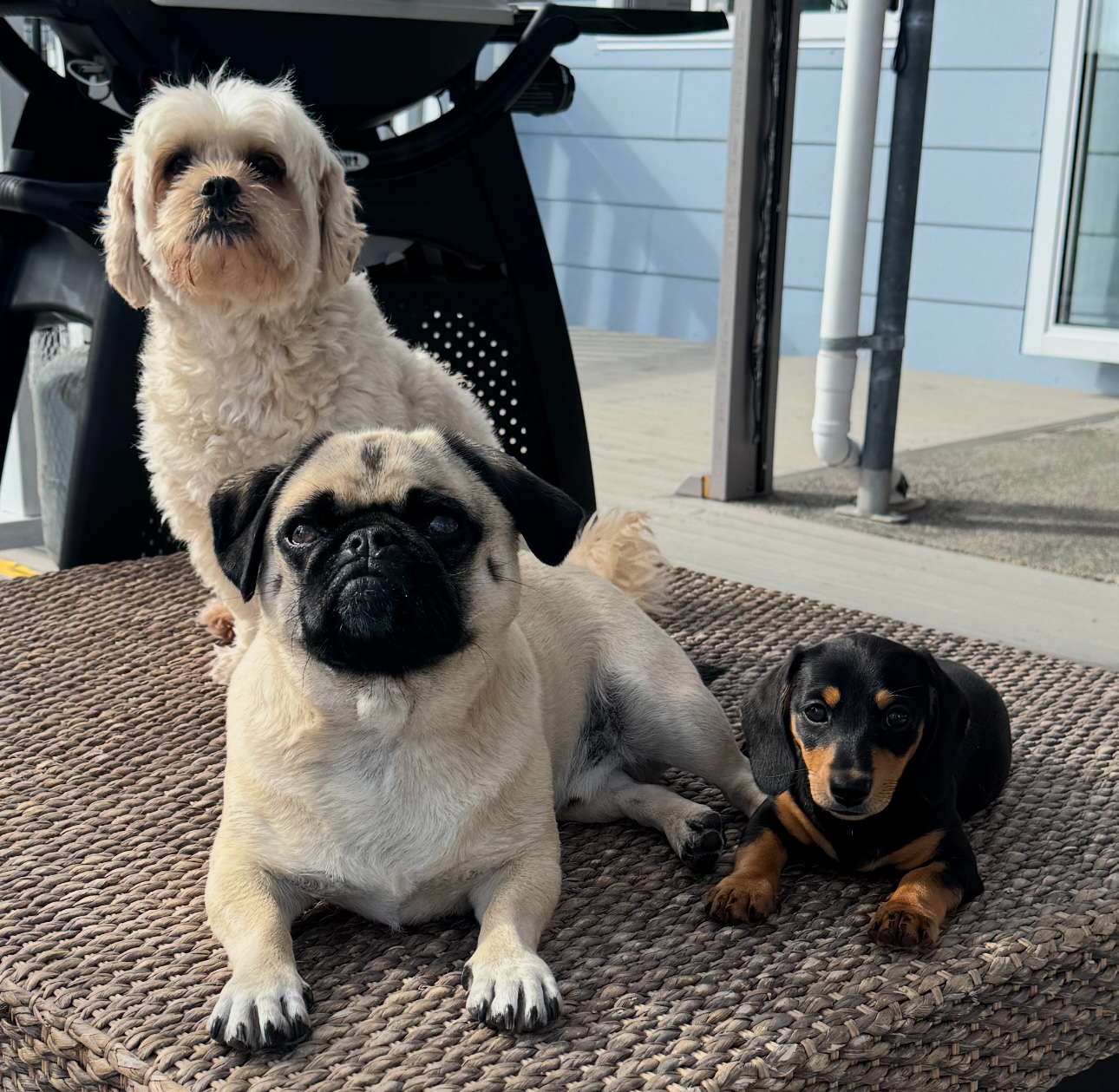 CWBR POOCHES